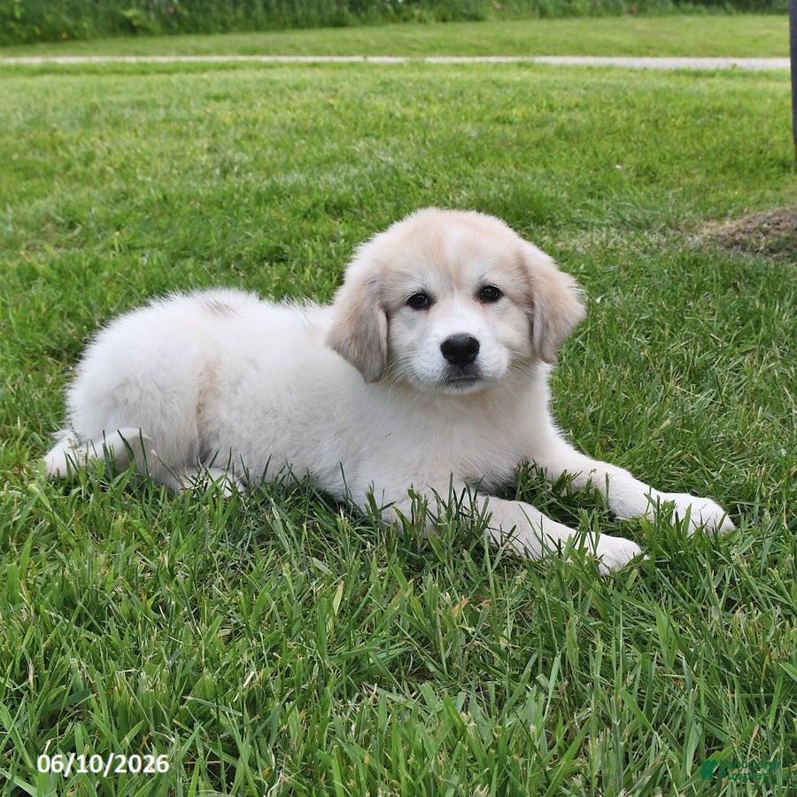Mixed Breed dogs Sid  - Ad 1