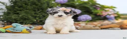 Havapoo dogs for sale: Cuddles  - Ad 7