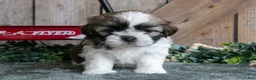 Shih Tzu dogs for sale: Jorge - Ad 3
