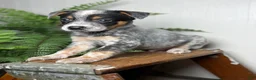 Australian Cattle Dog dogs for sale: Rogue - Ad 4
