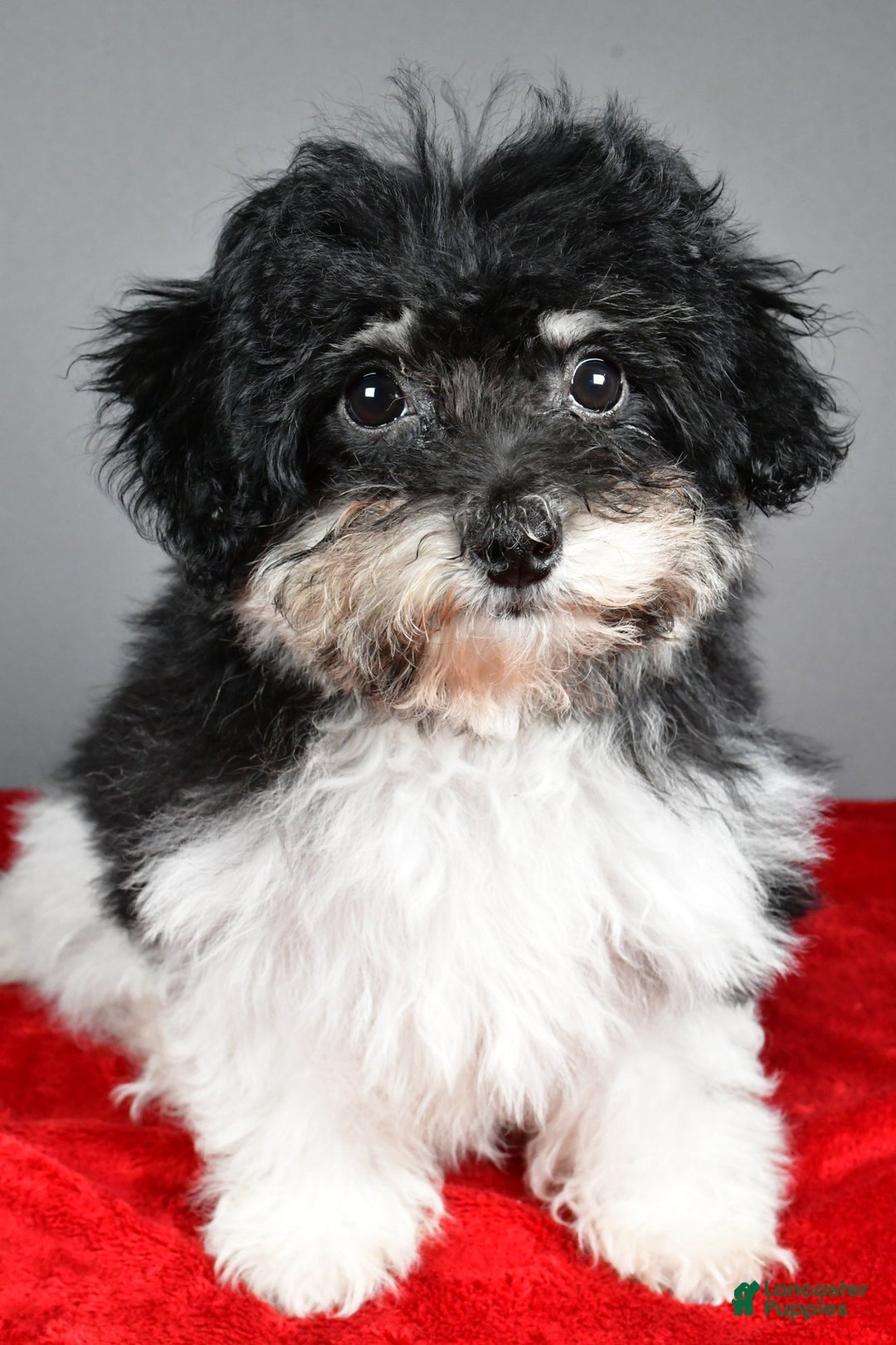 Bichpoo dogs for sale: Bichpoo Puppy 3 - Ad 5