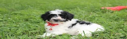 Yorkiepoo dogs for sale: Ryder - Ad 3