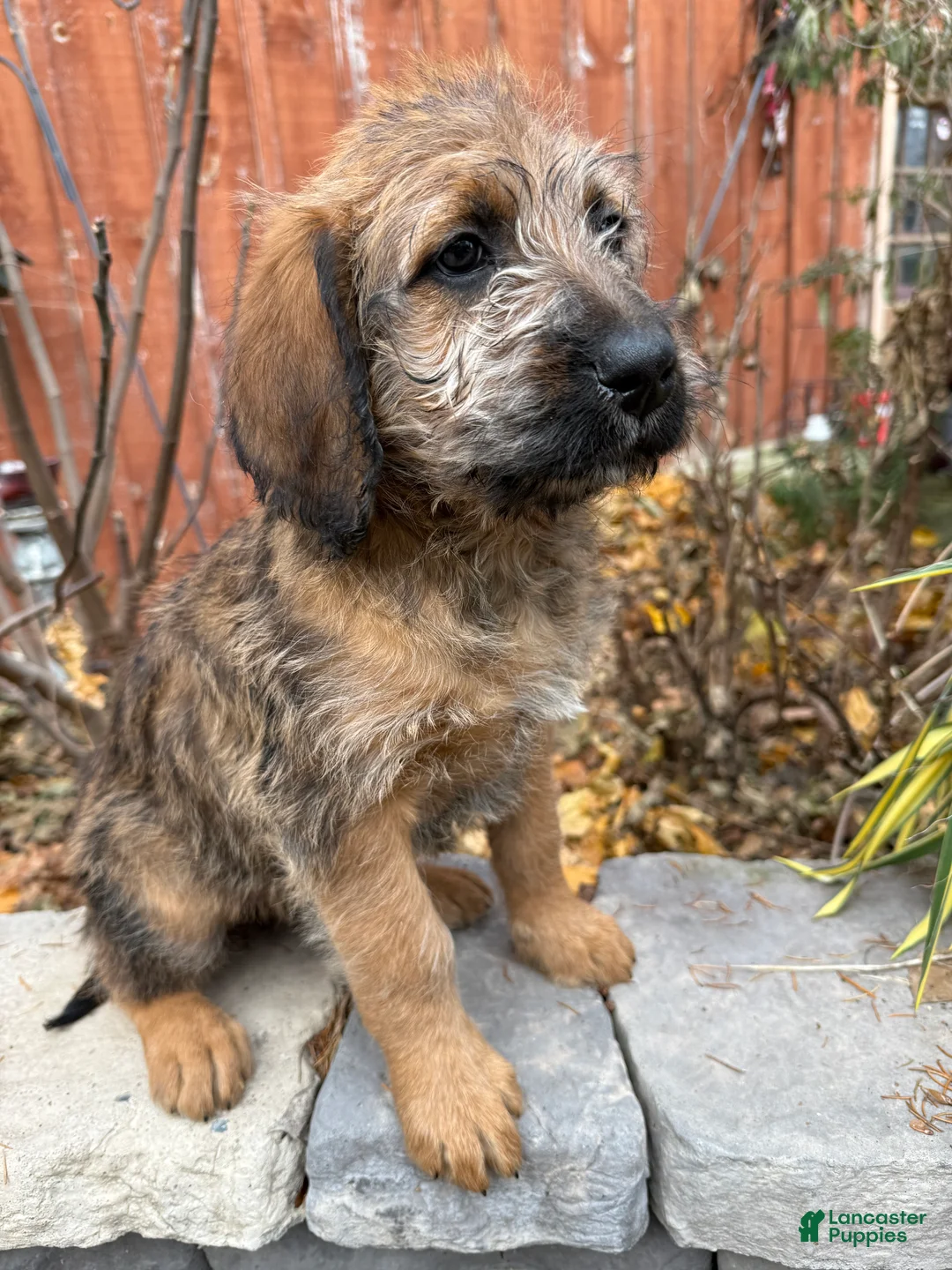 Mixed Breed dogs for sale: Oscar - Ad 4