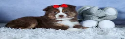 Miniature Australian Shepherd dogs for sale: ELVIS - Ad 7