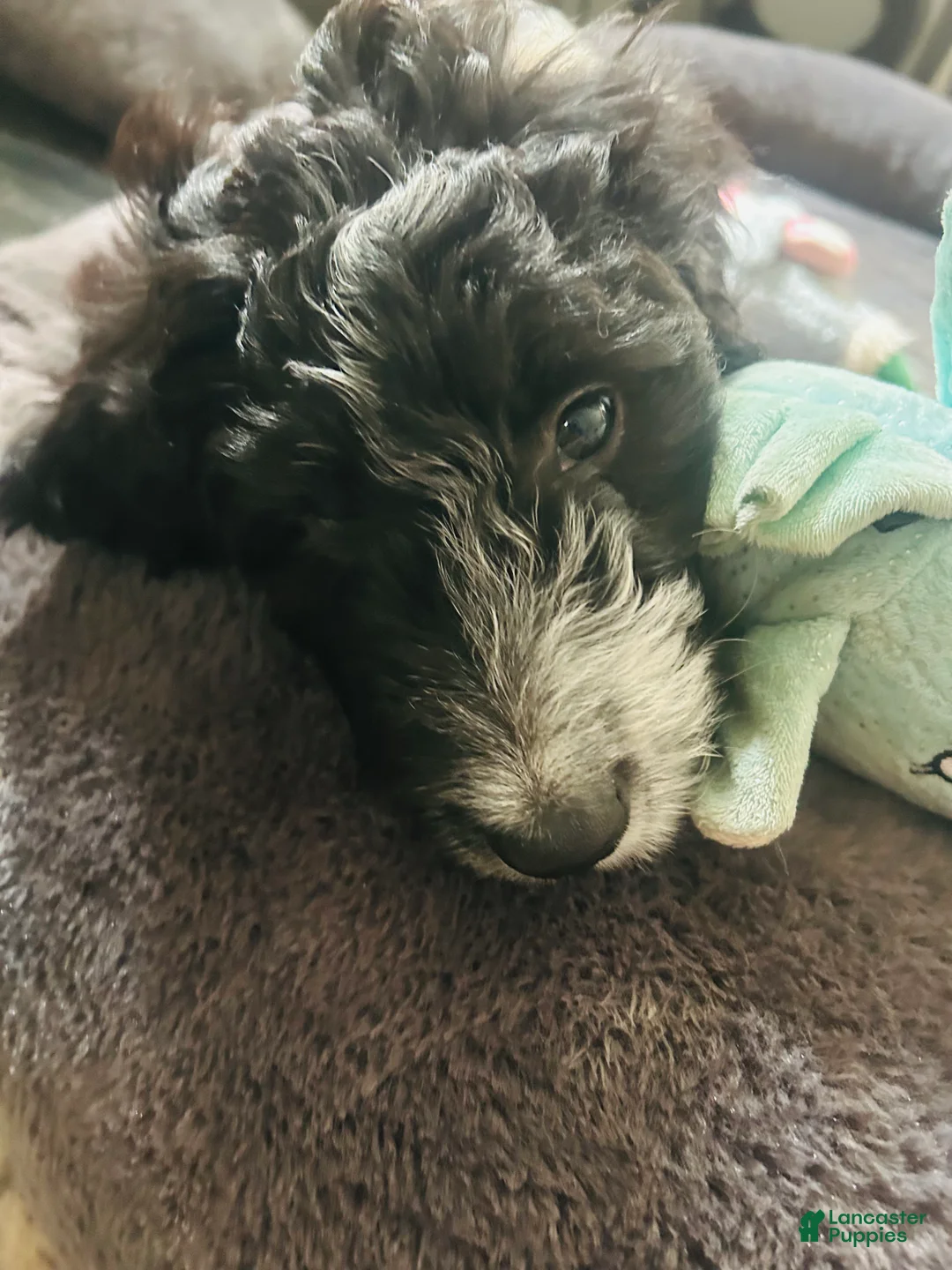 Aussiedoodle dogs for sale: Baxter  - Ad 2