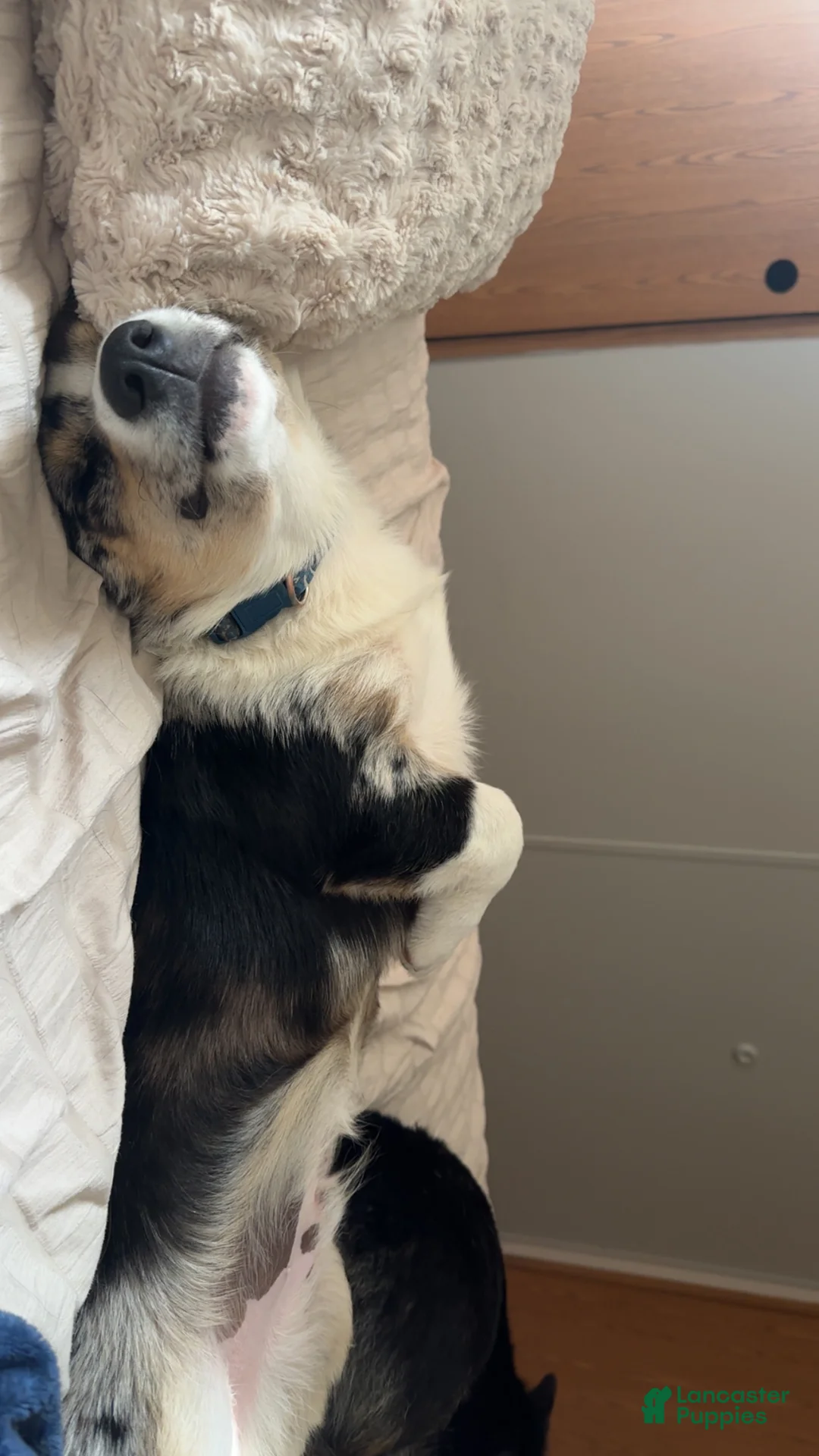 Welsh Corgi Pembroke dogs for sale: Welsh Corgi Pembroke Puppy 1 - Ad 3