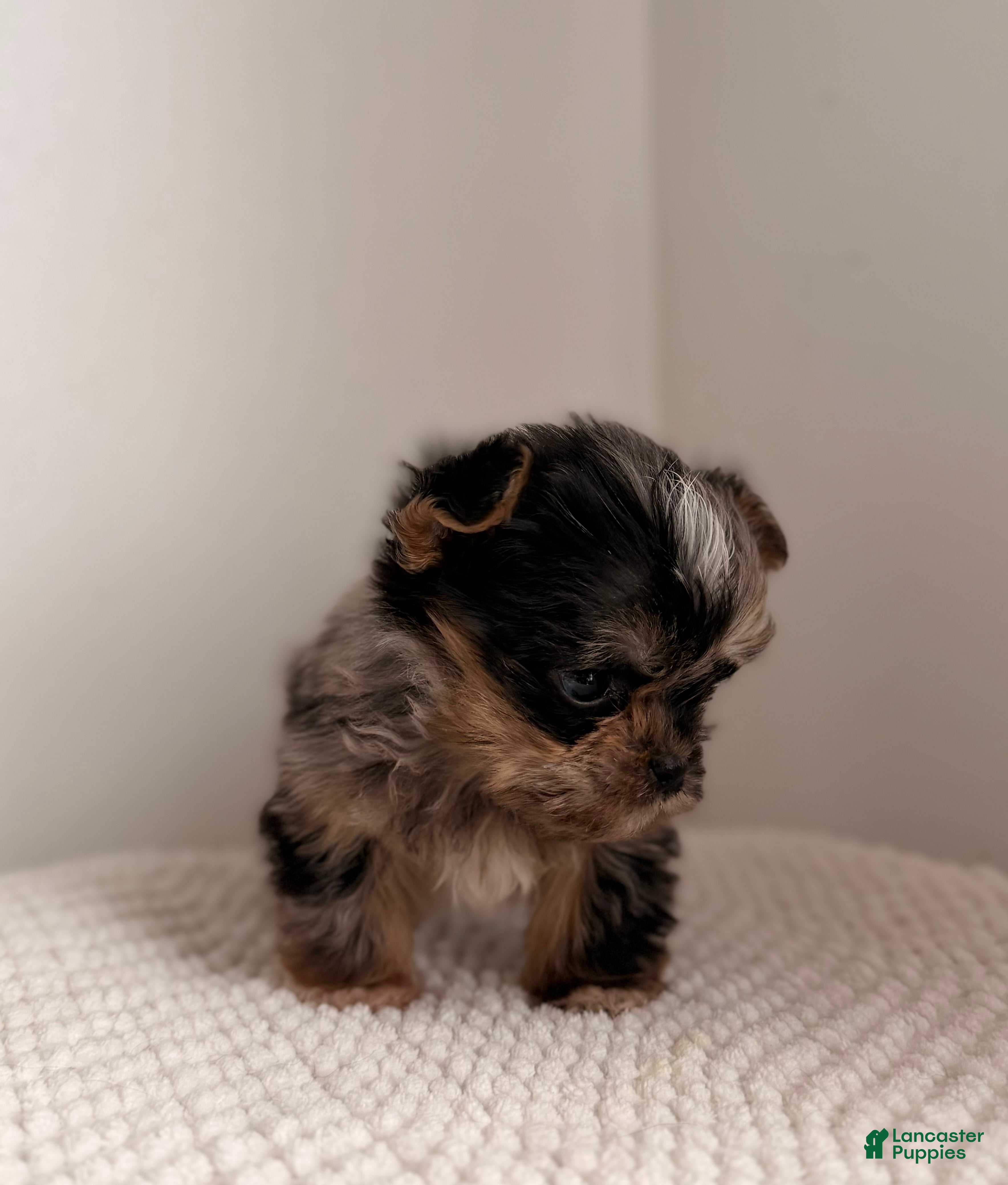 Yorkshire Terrier dogs Marble MICRO TEACUP XXSMALL - Ad 2