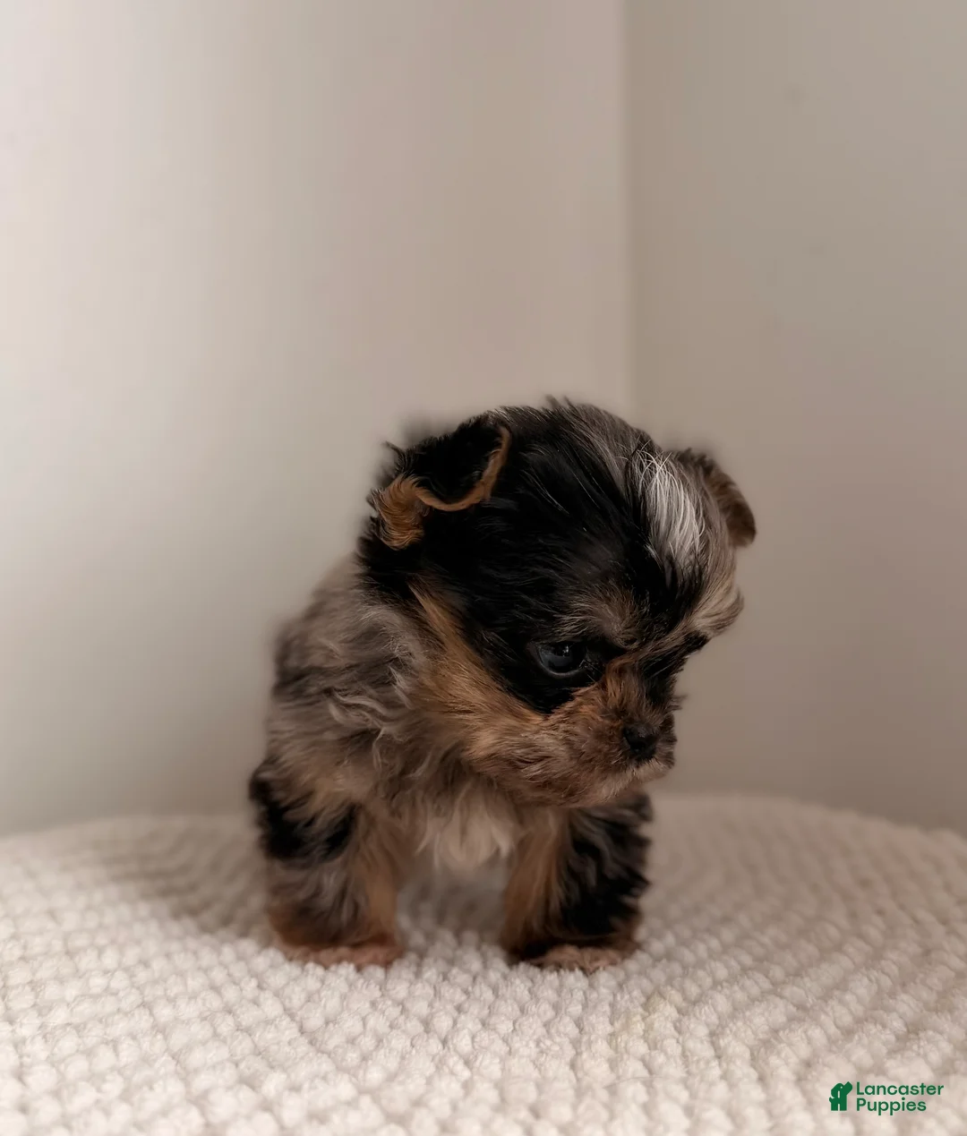 Yorkshire Terrier dogs for sale: Marble MICRO TEACUP XXSMALL - Ad 2