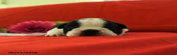 Boston Terrier dogs for sale: Violet - Ad 1