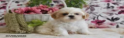 Shih Tzu dogs for sale: Stuey - Ad 4