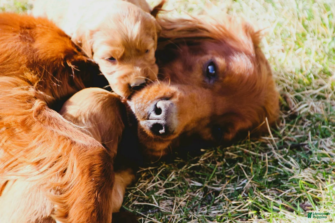 Irish Setter dogs for sale: Axel - Ad 2