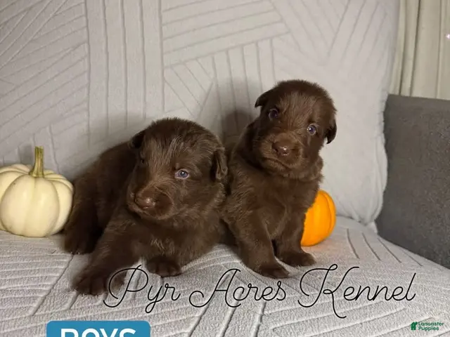 German Shepherd dogs for sale: Crater - Ad 2