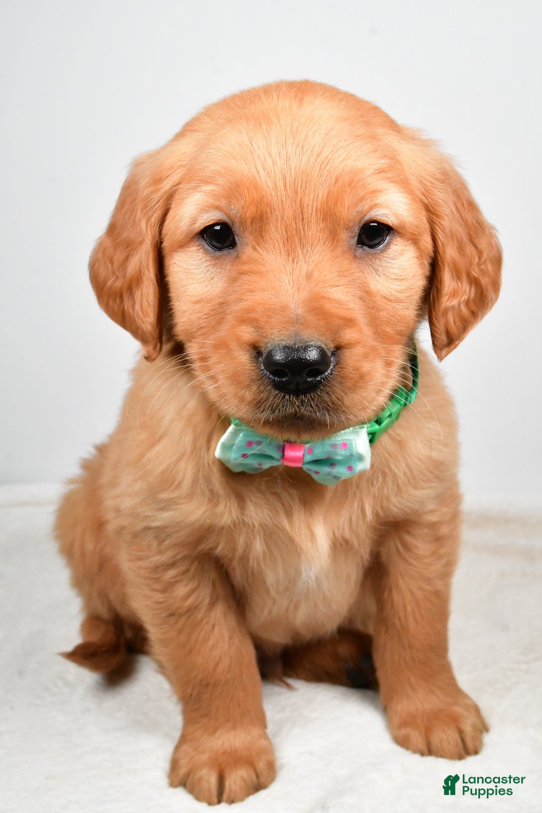 Golden Retriever dogs for sale: Kaden - Ad 8