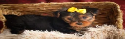 Yorkshire Terrier dogs for sale: DIESEL - Ad 11