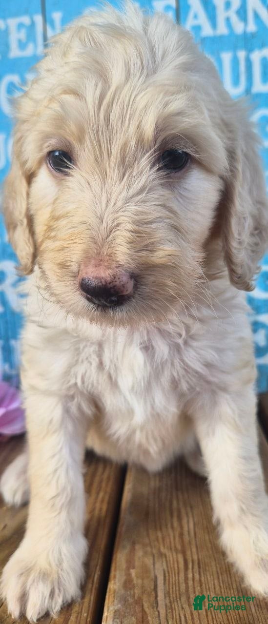 Goldendoodle dogs for sale: Bell - Ad 4