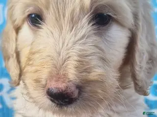 Goldendoodle dogs for sale: Bell - Ad 4
