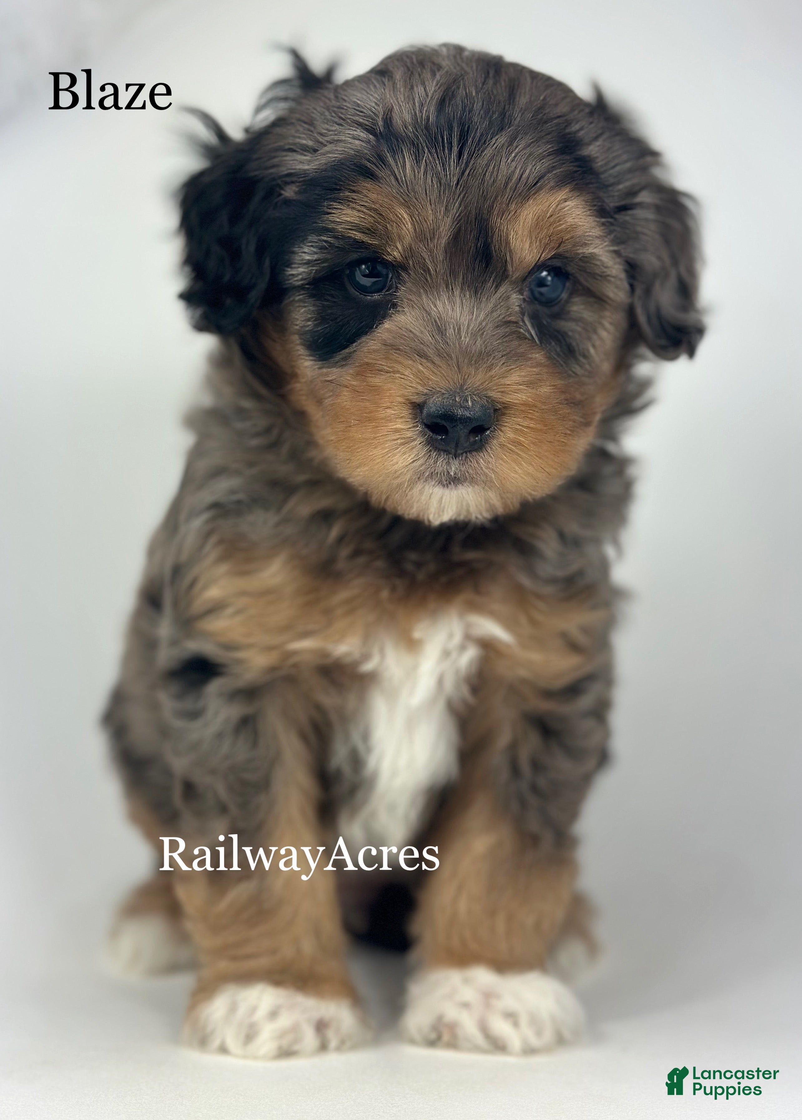 Mini Goldendoodle dogs Blaze-Petite - Ad 38