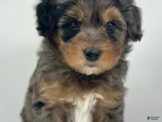 Mini Goldendoodle dogs Blaze-Petite - Ad 38