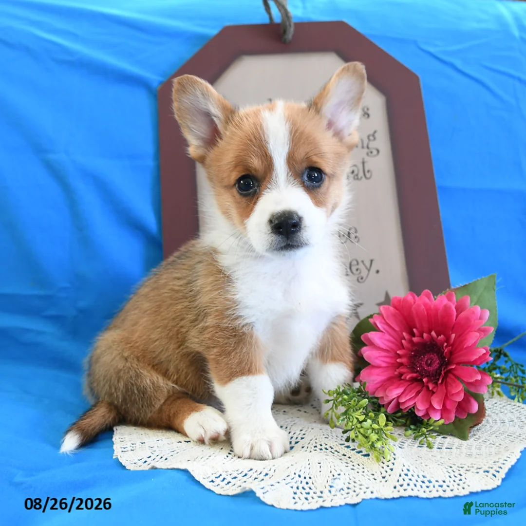 Welsh Corgi Pembroke dogs for sale: Carmen - Ad 2