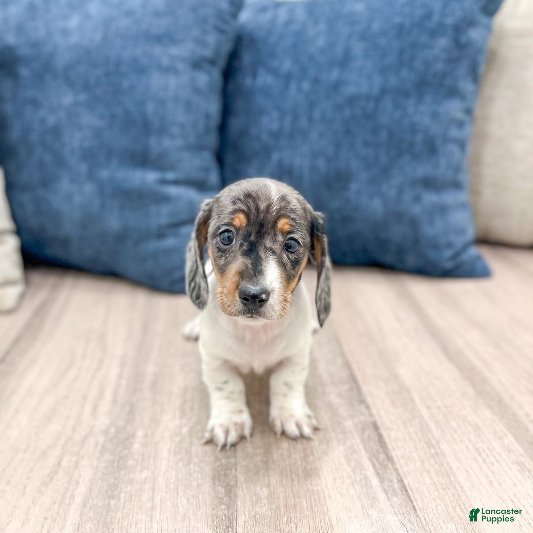 Miniature Dachshund dogs for sale: Baxter - Ad 5