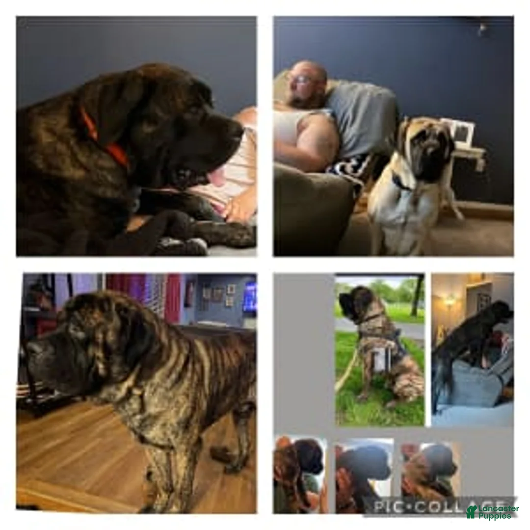 Gallery Image {{count}}