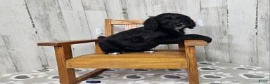 F1 BlackEyedPea