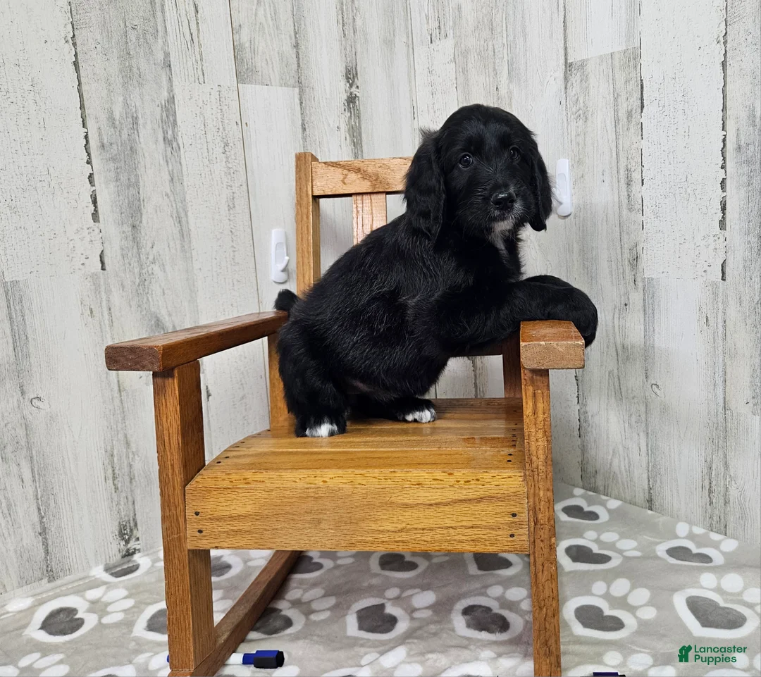 Goldendoodle dogs for sale: F1 BlackEyedPea - Ad 1