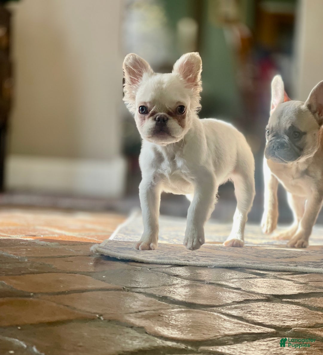 French Bulldog dogs for sale: Snail - Ad 1