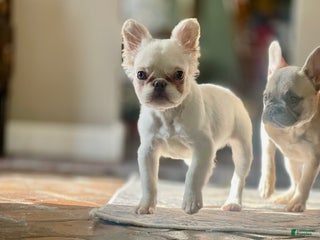 French Bulldog dogs Snail - Ad 25