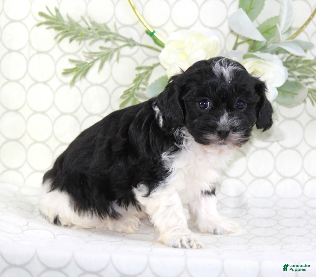 Shihpoo dogs for sale: Ace - Ad 4