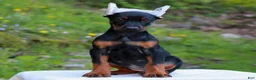 Doberman Pinscher dogs for sale: Arielle  - Ad 1