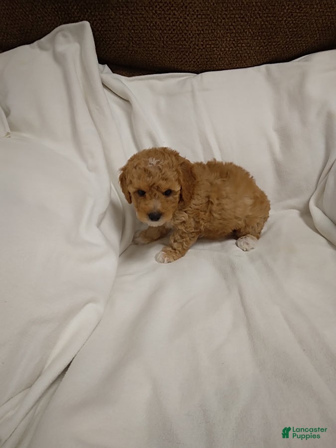 Mini Goldendoodle dogs Lana   - Ad 2
