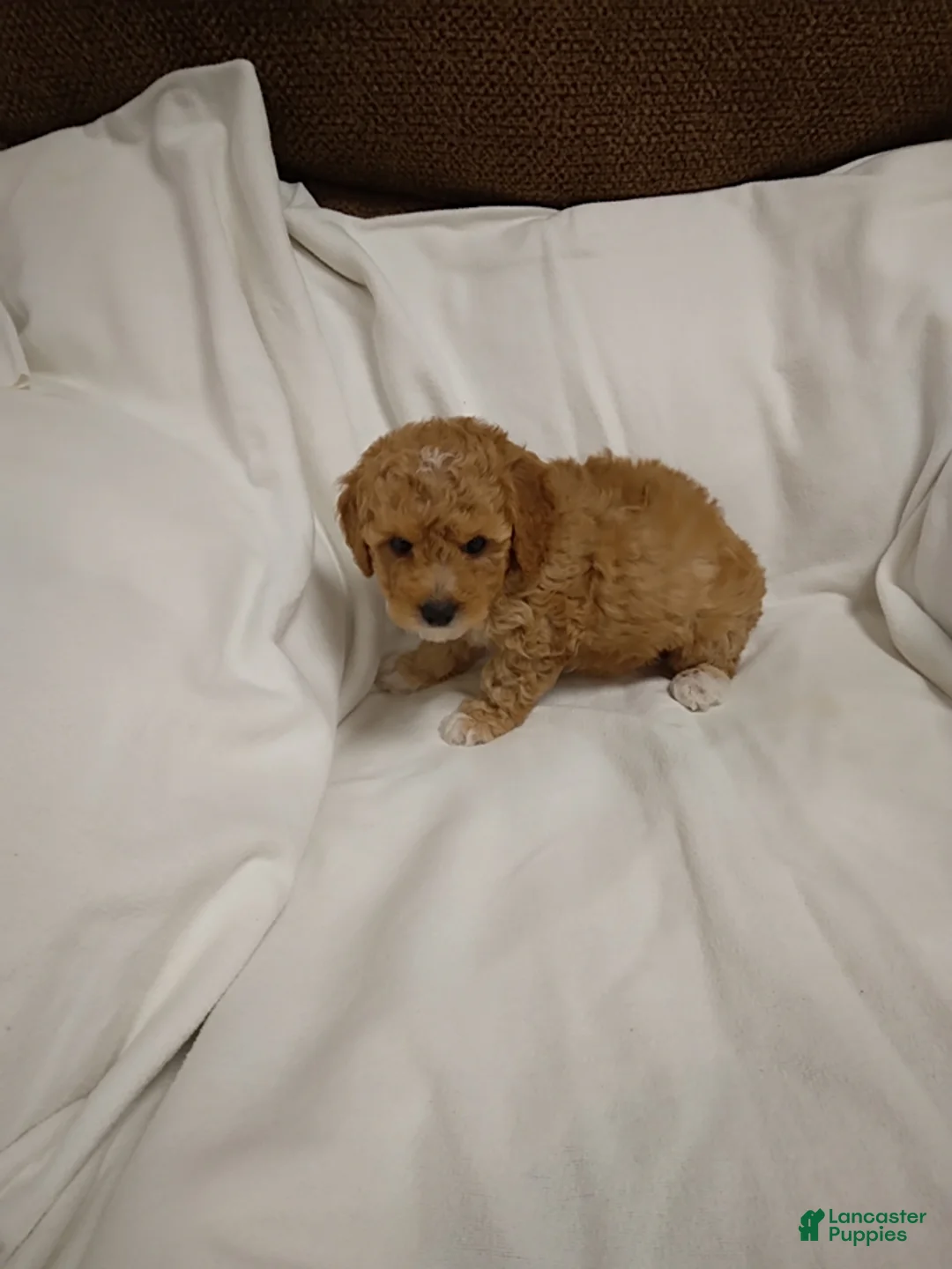 Mini Goldendoodle dogs for sale: Lana   - Ad 2