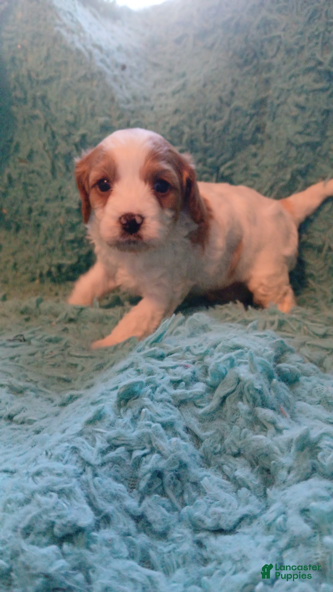 Cavapoo dogs for sale: Teddy Jr.  - Ad 2