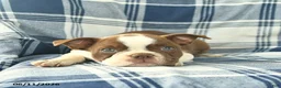Boston Terrier dogs for sale: Flossy  - Ad 3
