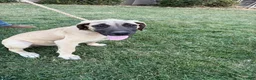 Mixed Breed dogs for sale: Biggie - Ad 2
