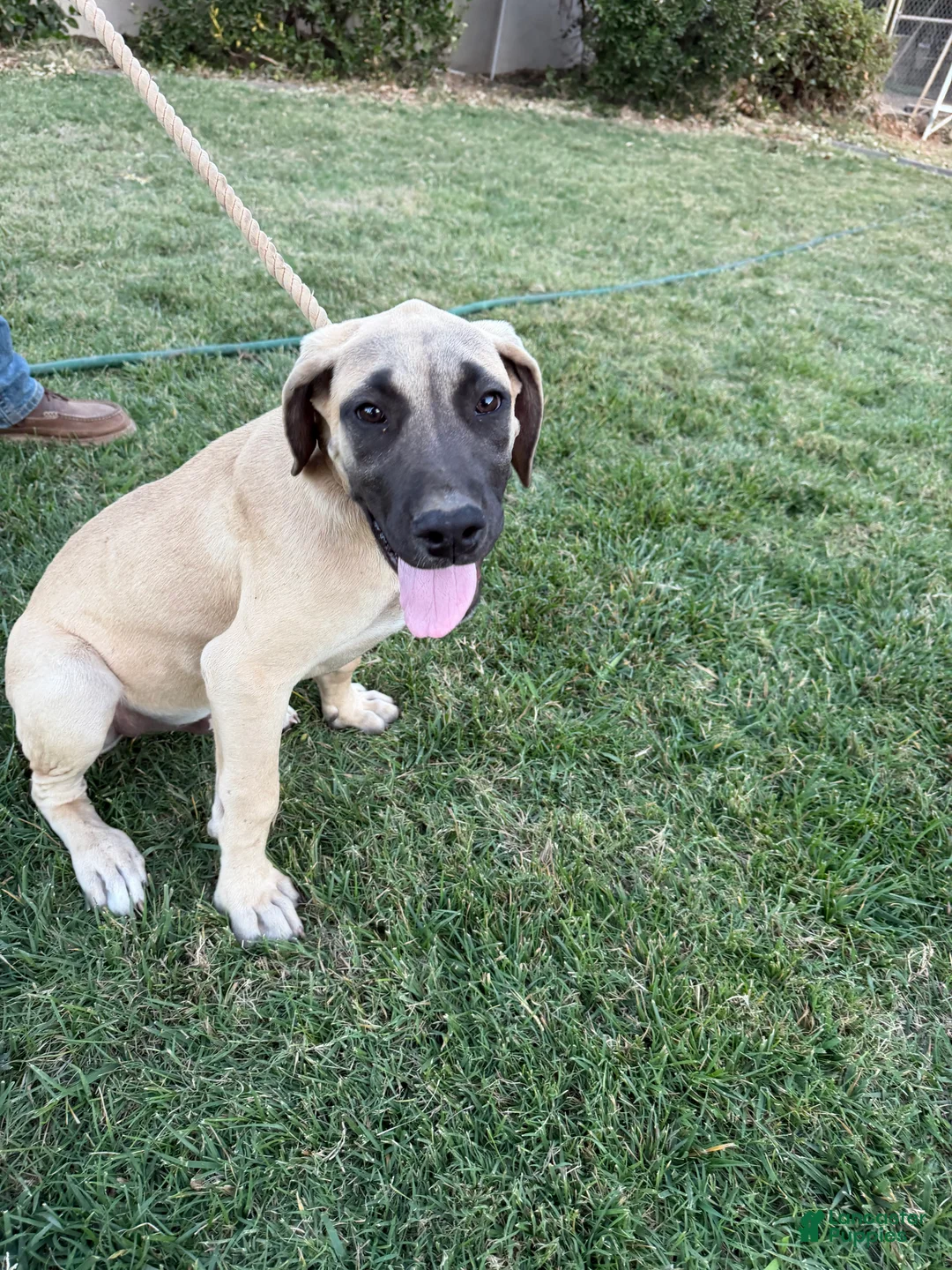 Mixed Breed dogs for sale: Biggie - Ad 2