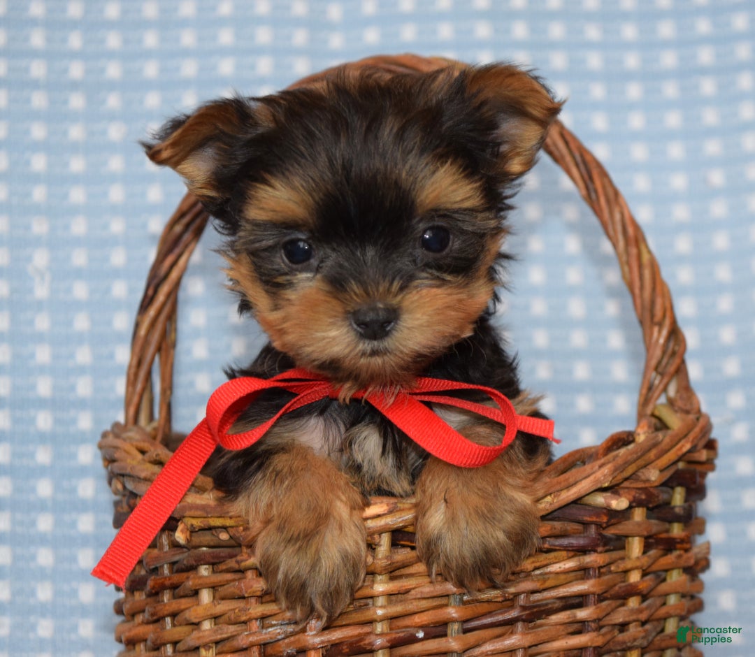 Yorkshire Terrier dogs for sale: Cooper - Ad 9