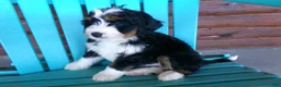 Mini Bernedoodle dogs for sale: Brenda - Ad 7