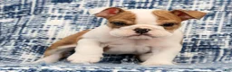 English Bulldog dogs for sale: Jasper - Ad 6