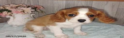 Cavalier King Charles Spaniel dogs for sale: Charlie - Ad 3