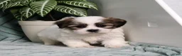 Teddy Bear dogs for sale: Ivan - Ad 4