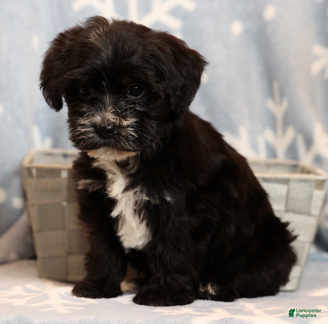 Yochon dogs for sale: Twinkle - Ad 8