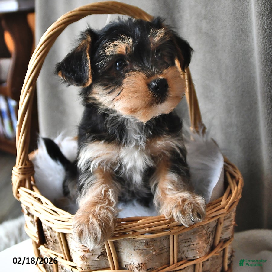 Morkie dogs Banjo - Ad 2