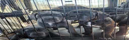 Cane Corso dogs for sale: Cane Corso 2 - Ad 91