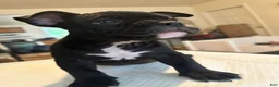 American Bully dogs for sale: Mamba - Ad 4