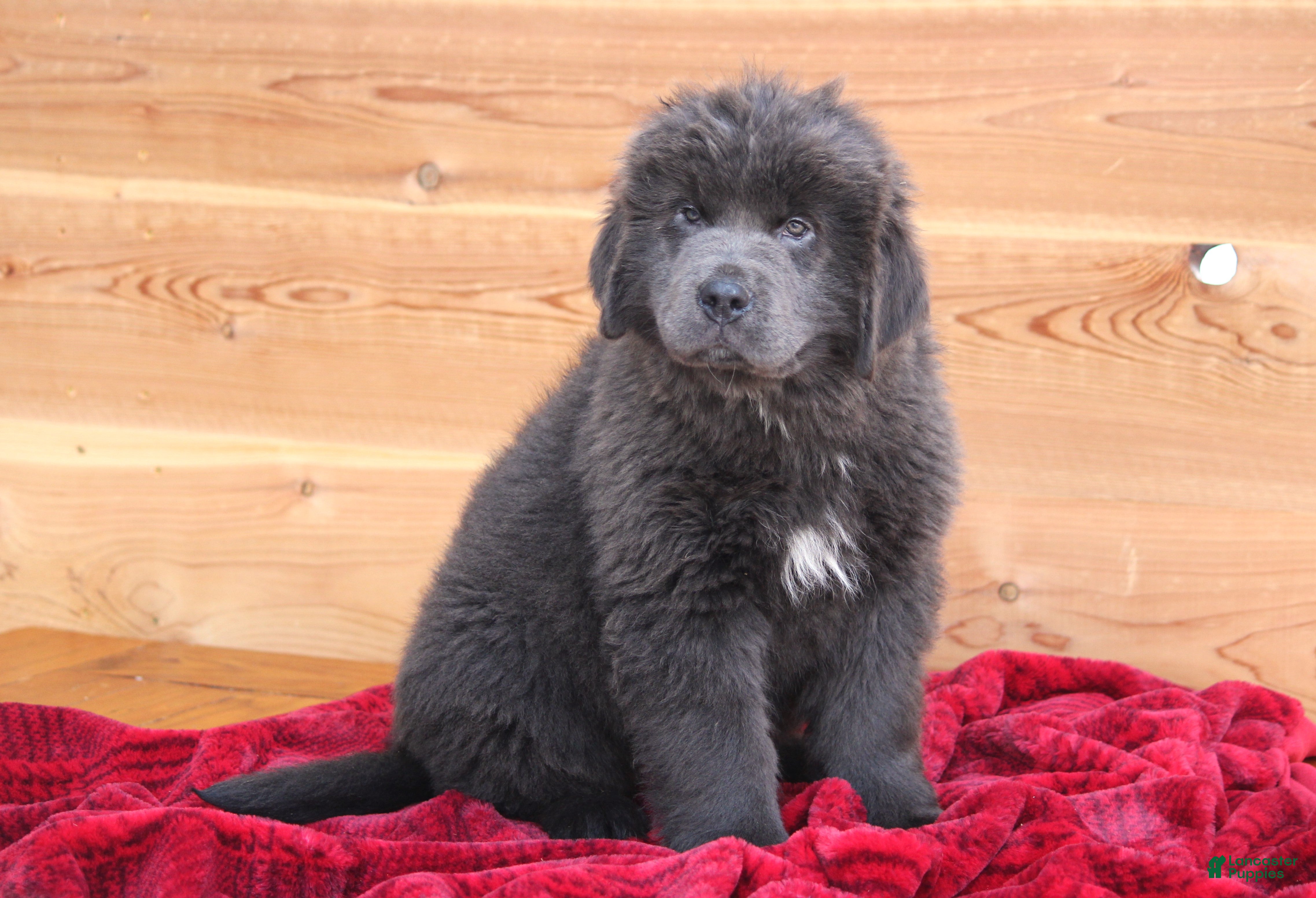 Newfoundland dogs Tess - Ad 4