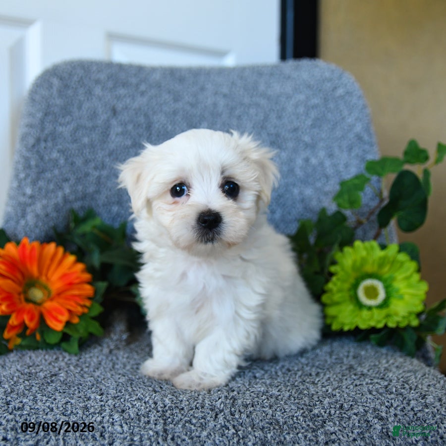 Maltese dogs Muffin - Ad 1
