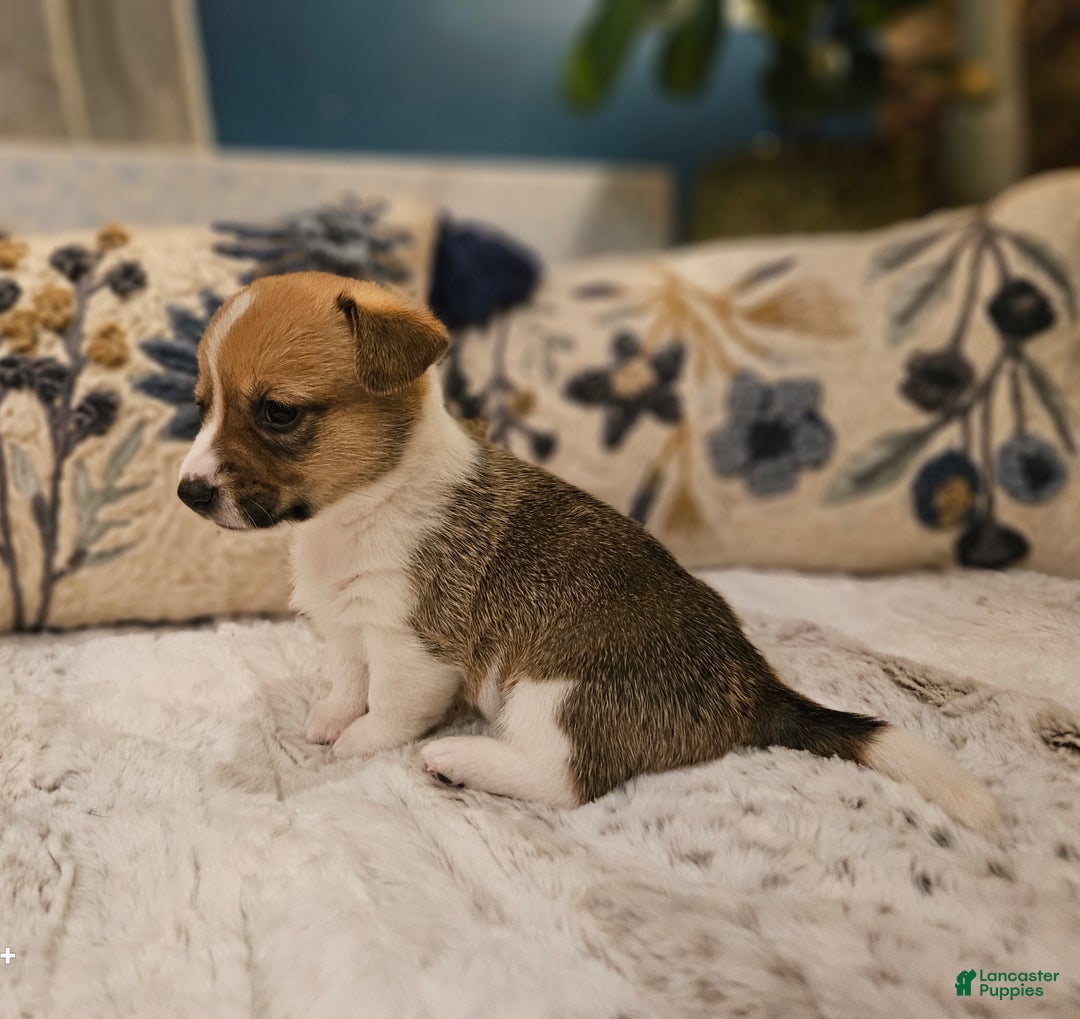 Mixed Breed dogs for sale: Coco - Ad 2