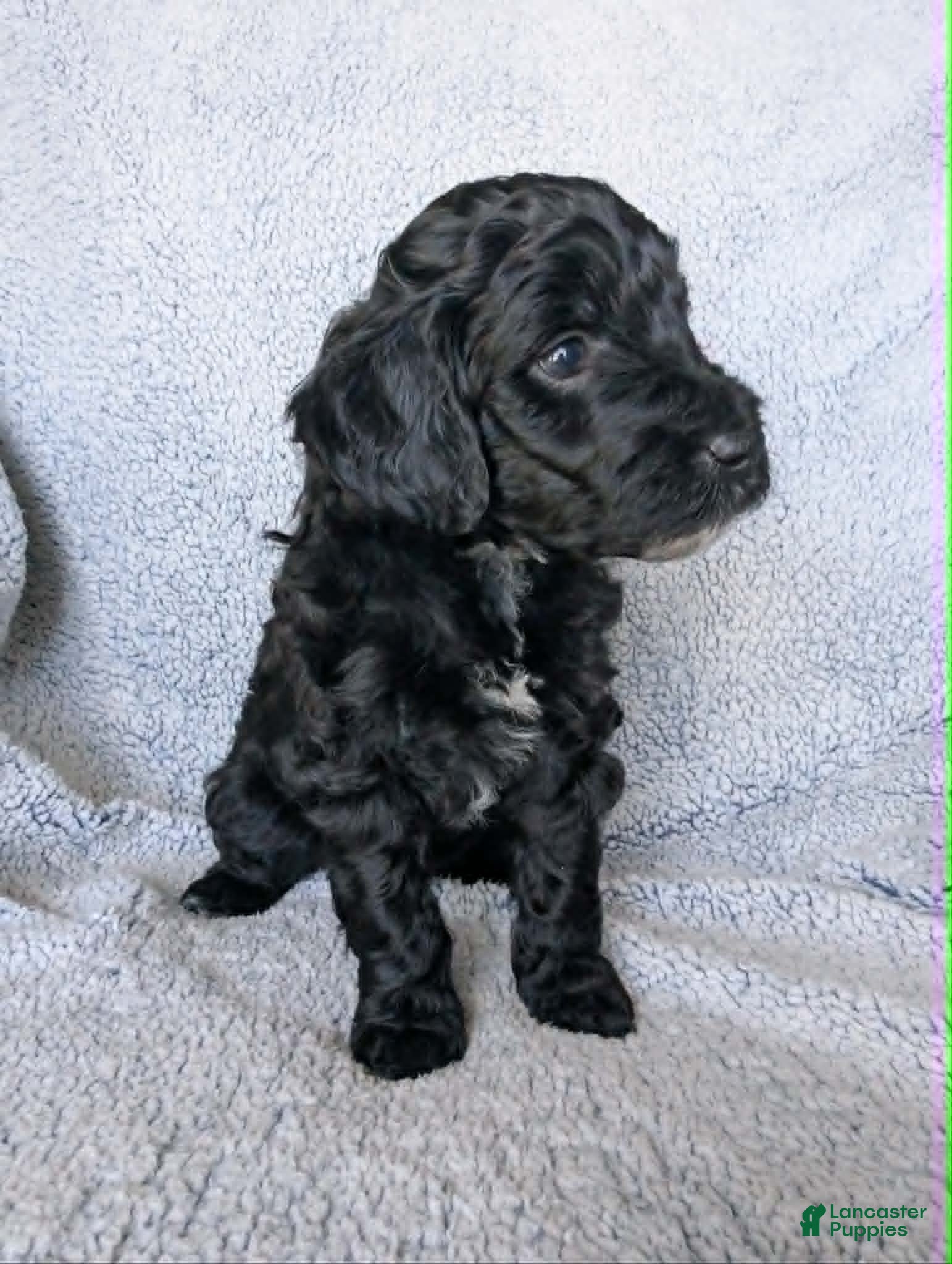 Mixed Breed dogs for sale: Midnight  - Ad 2
